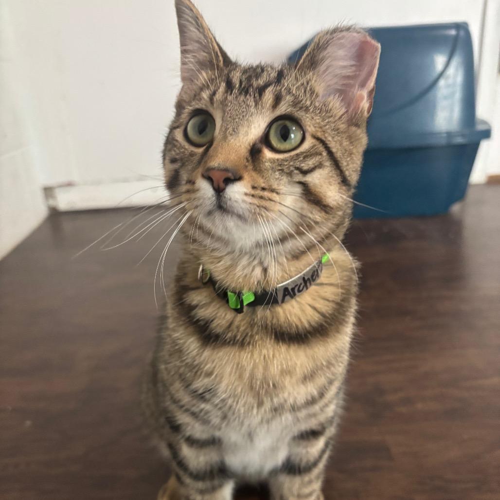 Enlarge Archer 79C25, a Adoptable mixed breed in Napoleon, OH image 2/4