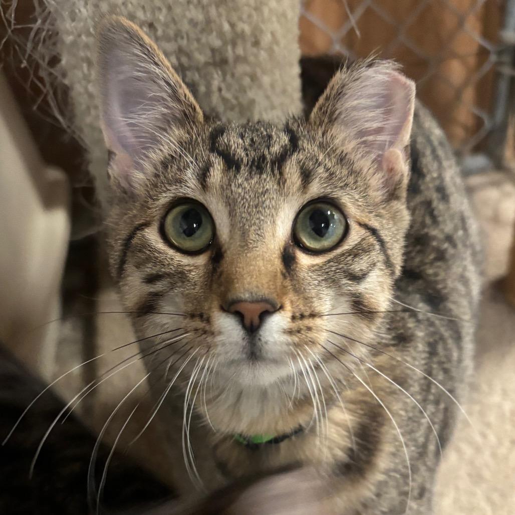 Enlarge Archer 79C25, a Adoptable mixed breed in Napoleon, OH image 4/4