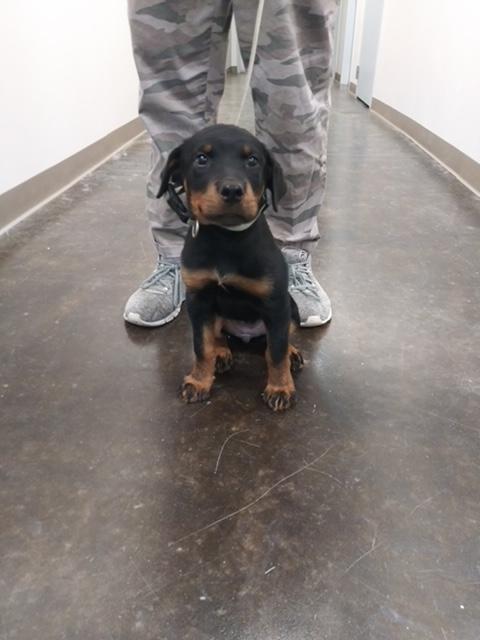 Enlarge Suzy, a Adopted Rottweiler in Lincoln, NE image 1/1