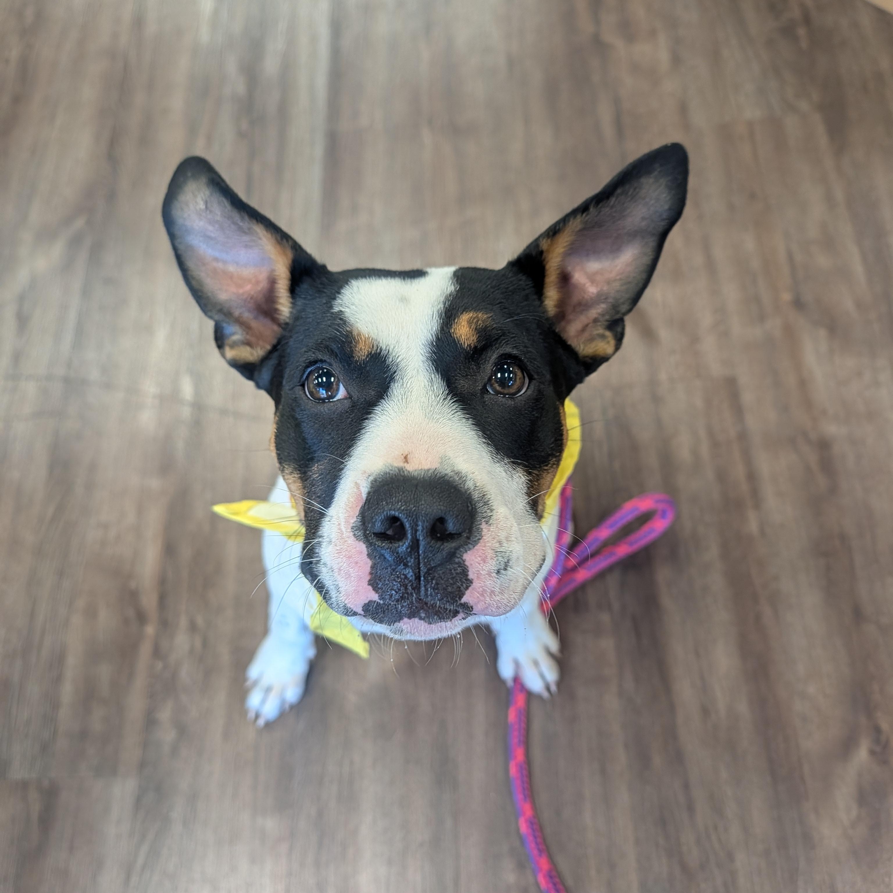 Libby, a ADOPTABLE mixed breed in Bella Vista, AR image 4/5