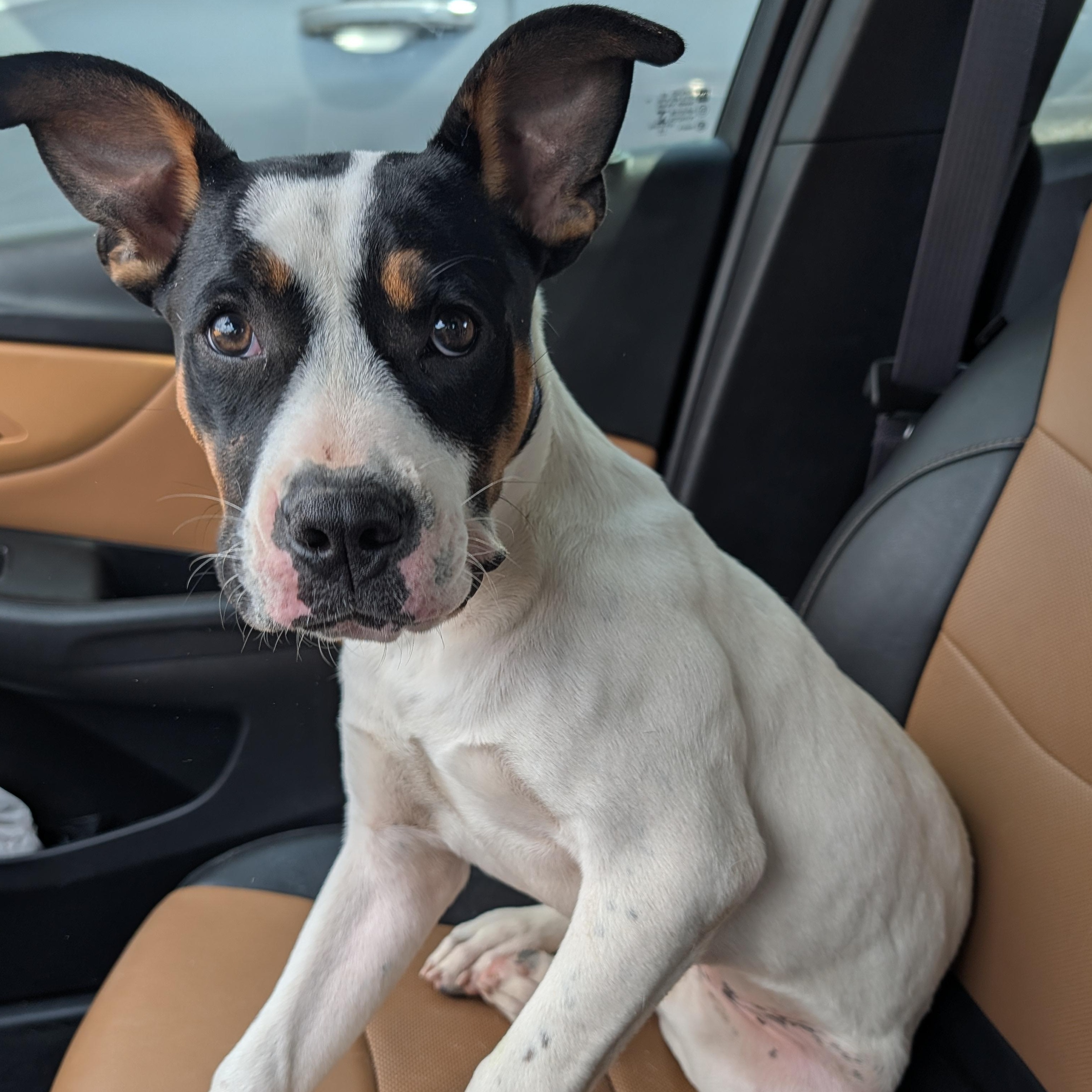 Libby, a ADOPTABLE mixed breed in Bella Vista, AR image 2/5
