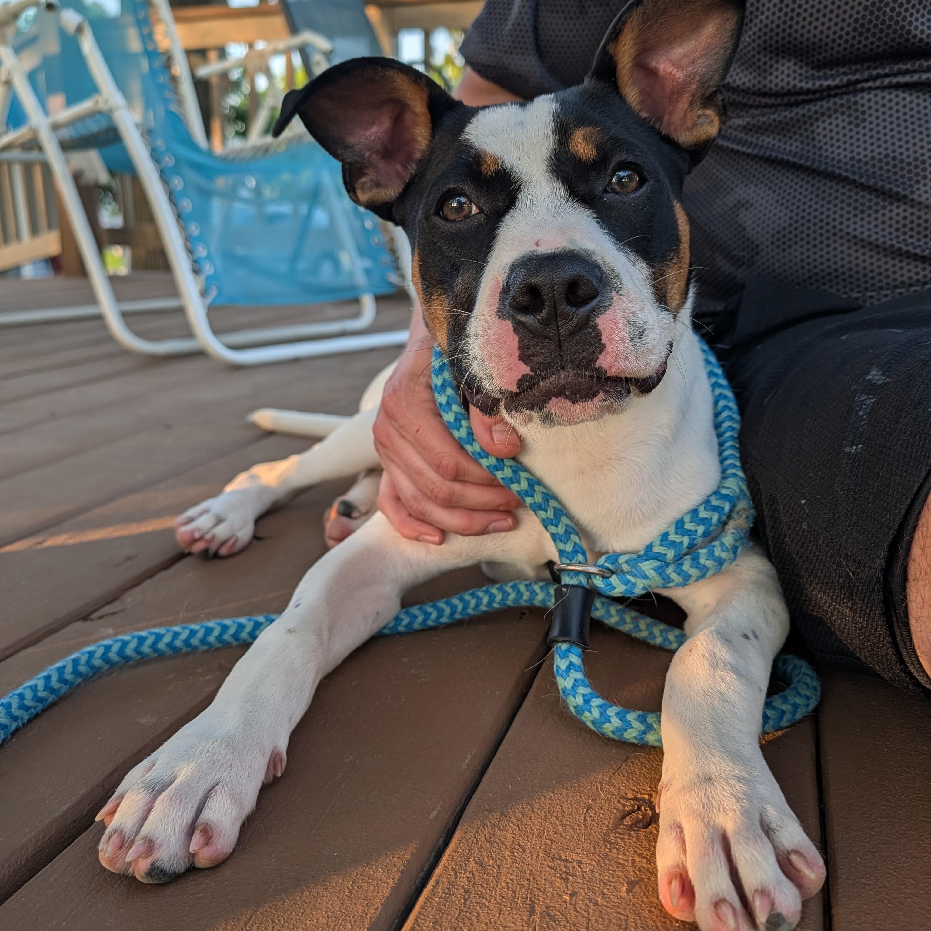 Libby, a ADOPTABLE mixed breed in Bella Vista, AR image 3/5