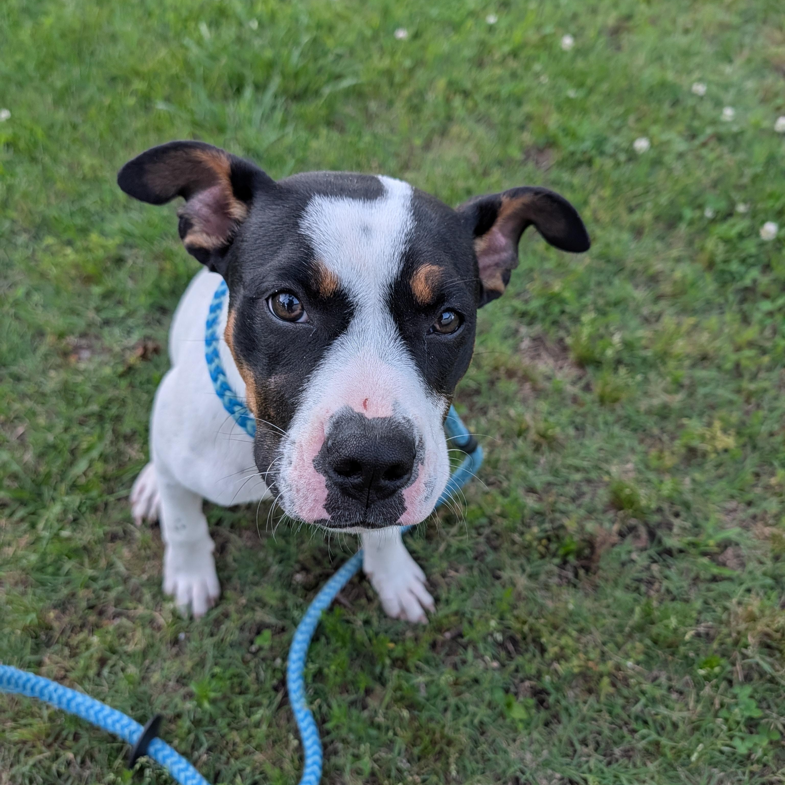 Libby, a ADOPTABLE mixed breed in Bella Vista, AR image 5/5