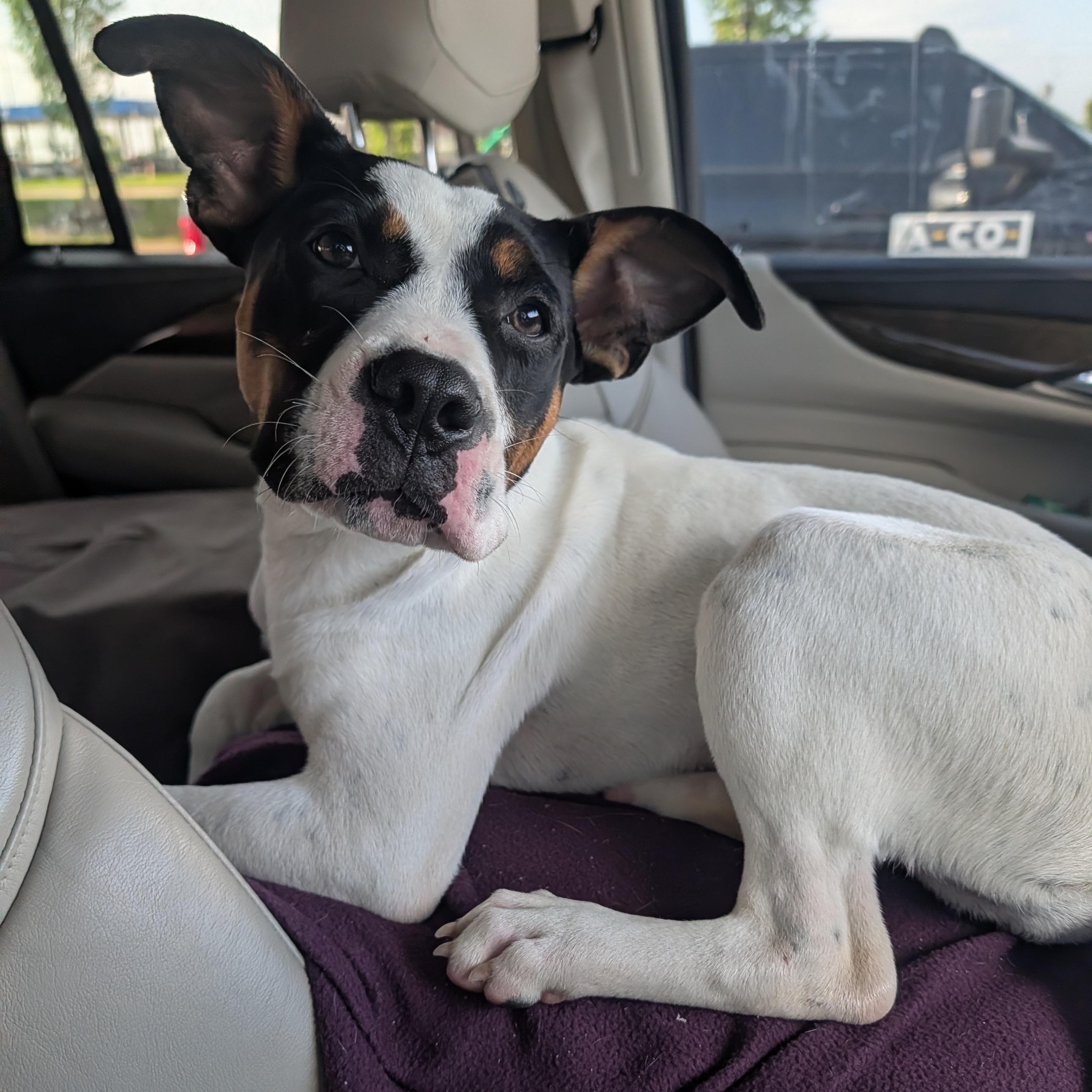 Libby, ADOPTABLE, Young Female Staffordshire Bull Terrier.