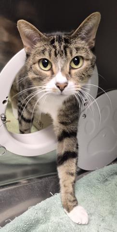 Enlarge PATRICK, a Adoptable Domestic Short Hair in Decatur, IL image 1/1