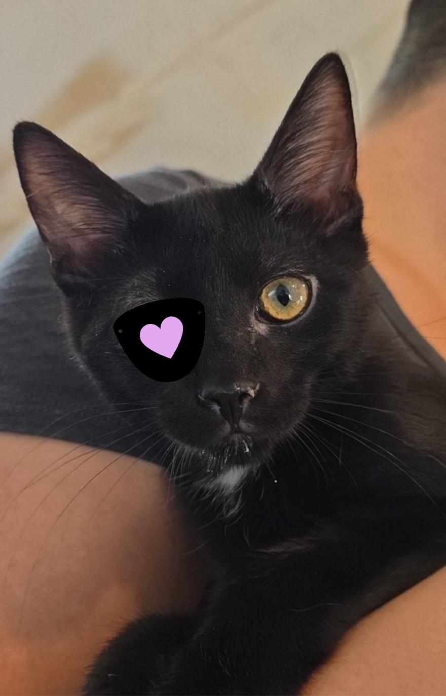 Jack Sparrow, adopted, Young Male Domestic Short Hair.