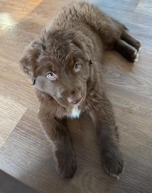 Wilson, Adopted, Puppy Male Australian Shepherd & Shepherd.