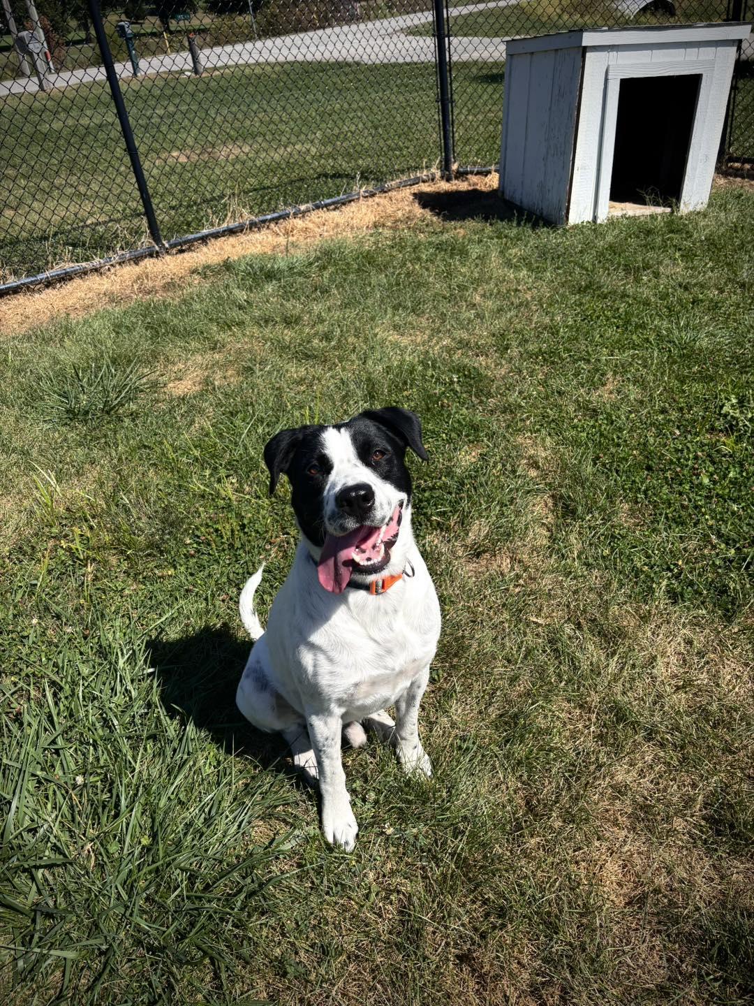 Sebastian, Adoptable, Adult Male English Pointer & Border Collie.