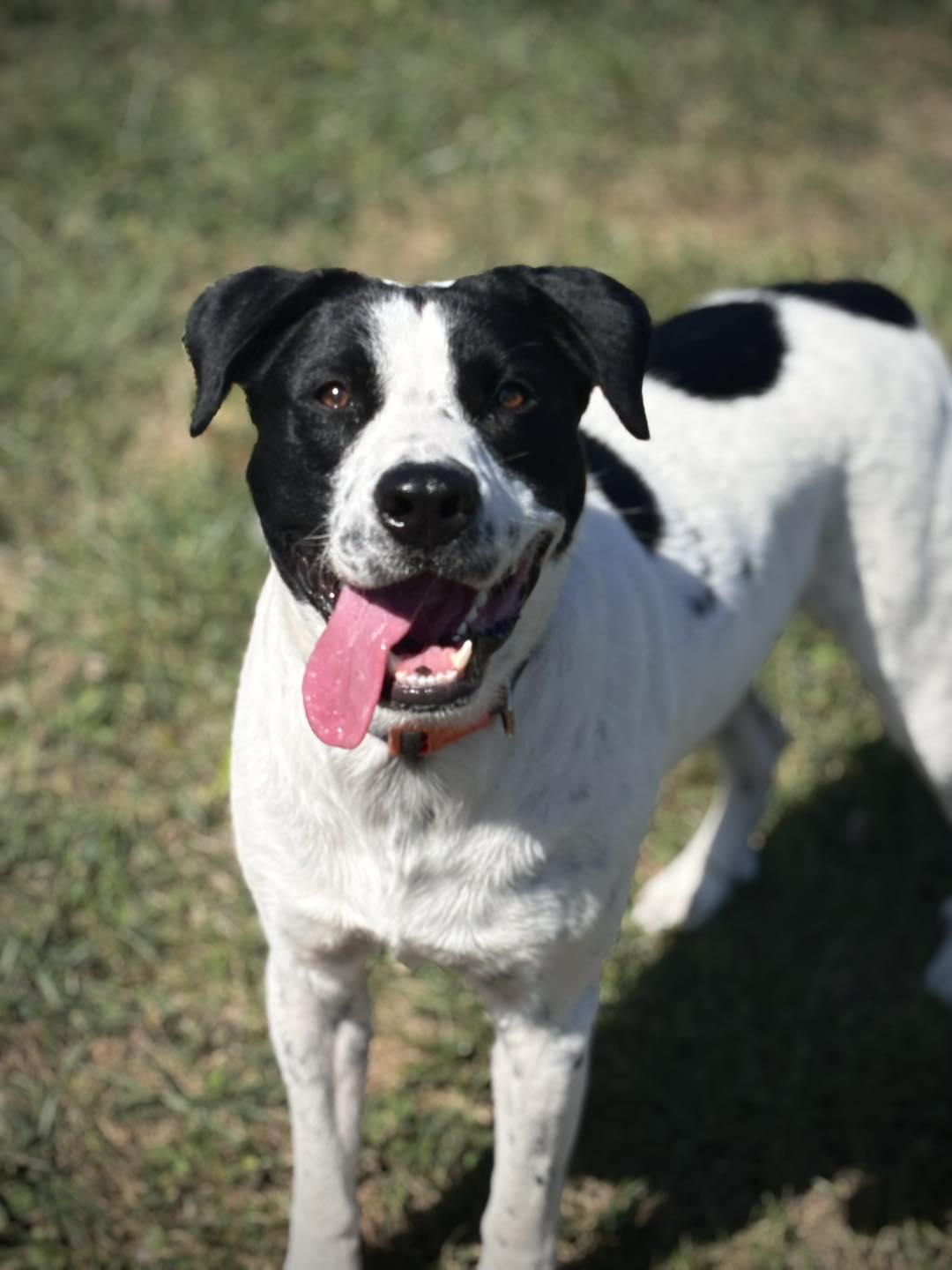 Enlarge Sebastian, a Adoptable mixed breed in Greensburg, IN image 2/2