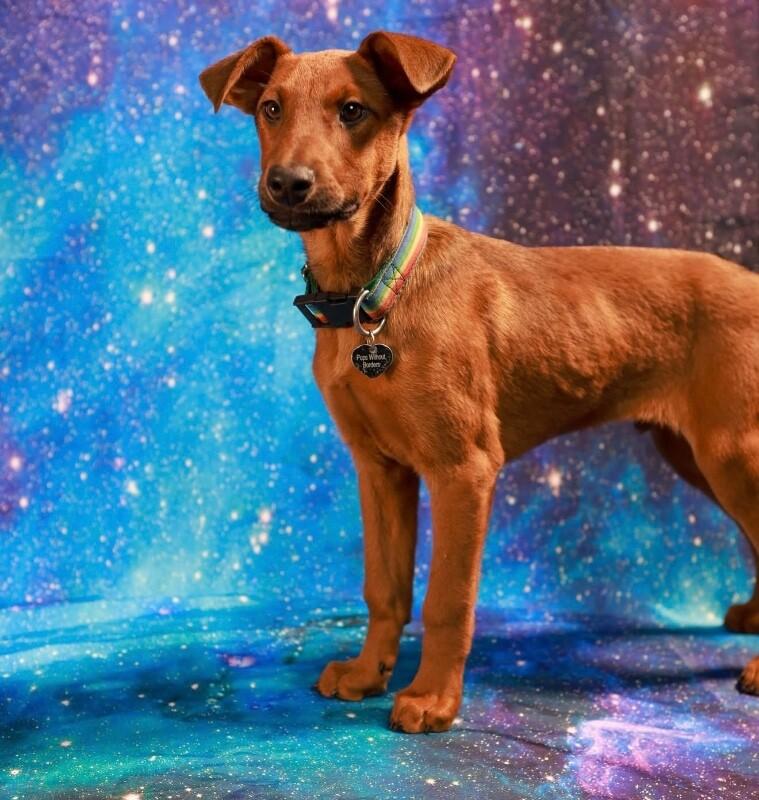 Crimson, a Adoptable mixed breed in Van Nuys, CA image 1/6