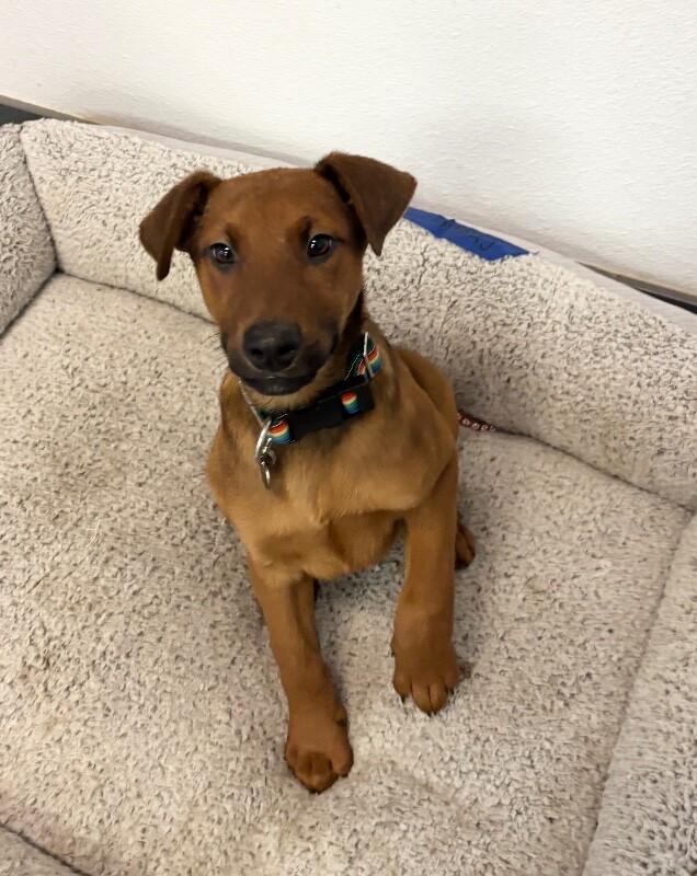 Crimson, a Adoptable mixed breed in Van Nuys, CA image 2/6