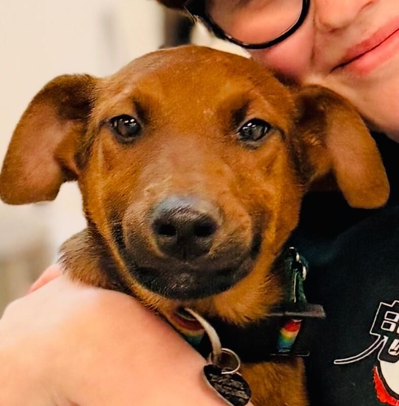 Crimson, a Adoptable mixed breed in Van Nuys, CA image 3/6