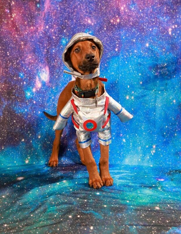 Crimson, a Adoptable mixed breed in Van Nuys, CA image 4/6