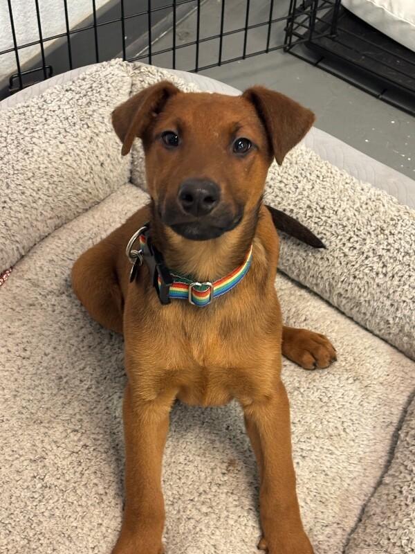 Crimson, a Adoptable mixed breed in Van Nuys, CA image 5/6