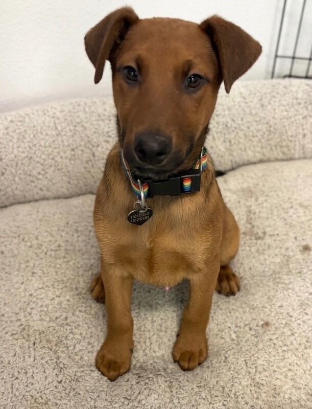 Crimson, a Adoptable mixed breed in Van Nuys, CA image 6/6