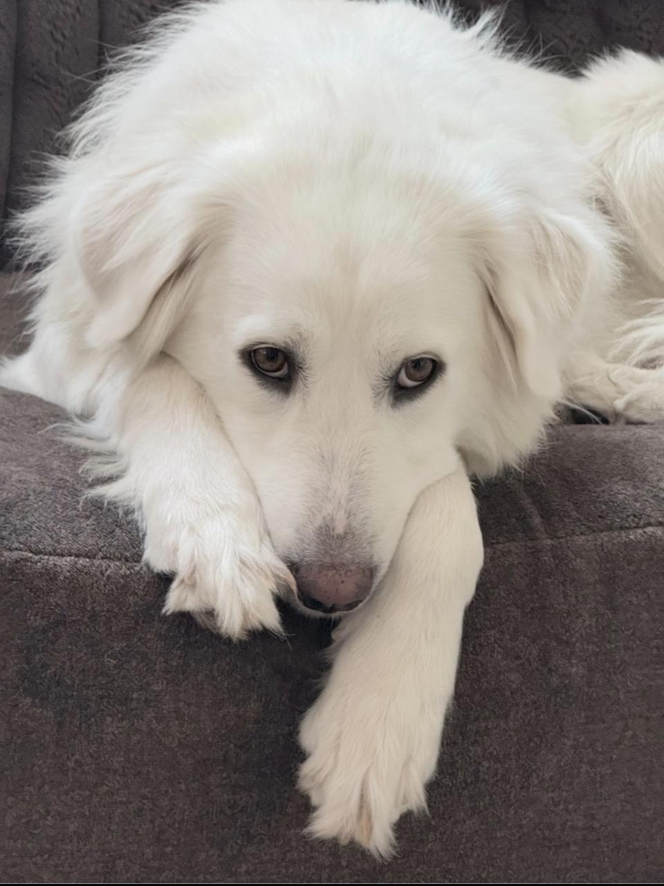 Enlarge Katniss HTX, a Adoptable Great Pyrenees in Quinlan, TX image 1/6
