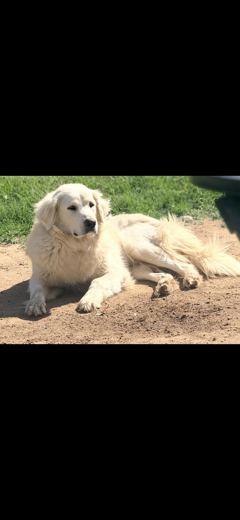 Katniss HTX, Adoptable, Young Female Great Pyrenees.