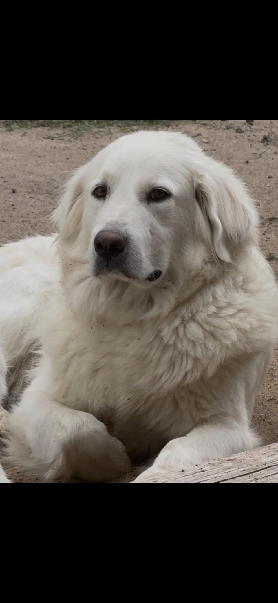 Katniss HTX, a Adoptable Great Pyrenees in Quinlan, TX image 2/6