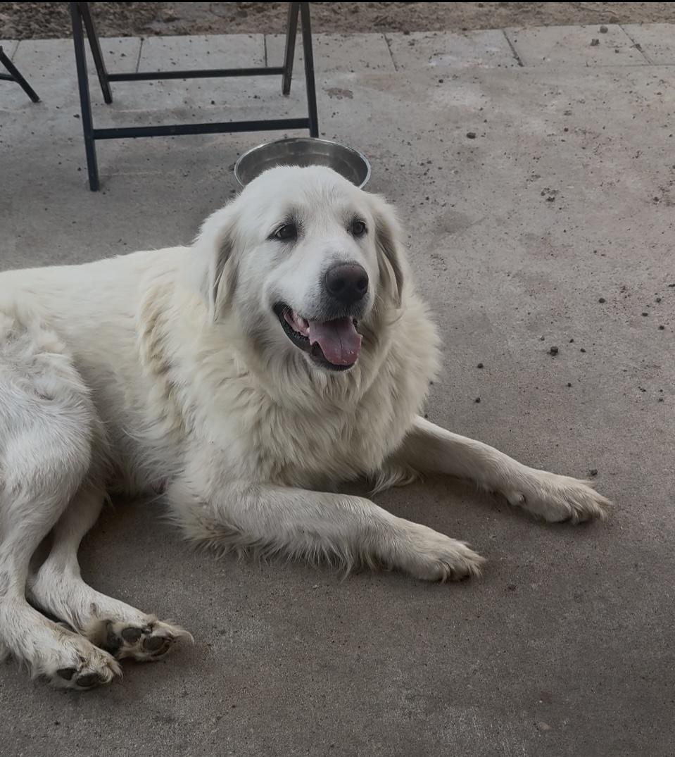Katniss HTX, a Adoptable Great Pyrenees in Quinlan, TX image 3/6