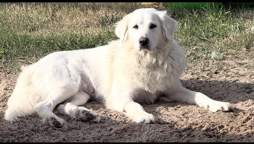 Katniss HTX, a Adoptable Great Pyrenees in Quinlan, TX image 4/6
