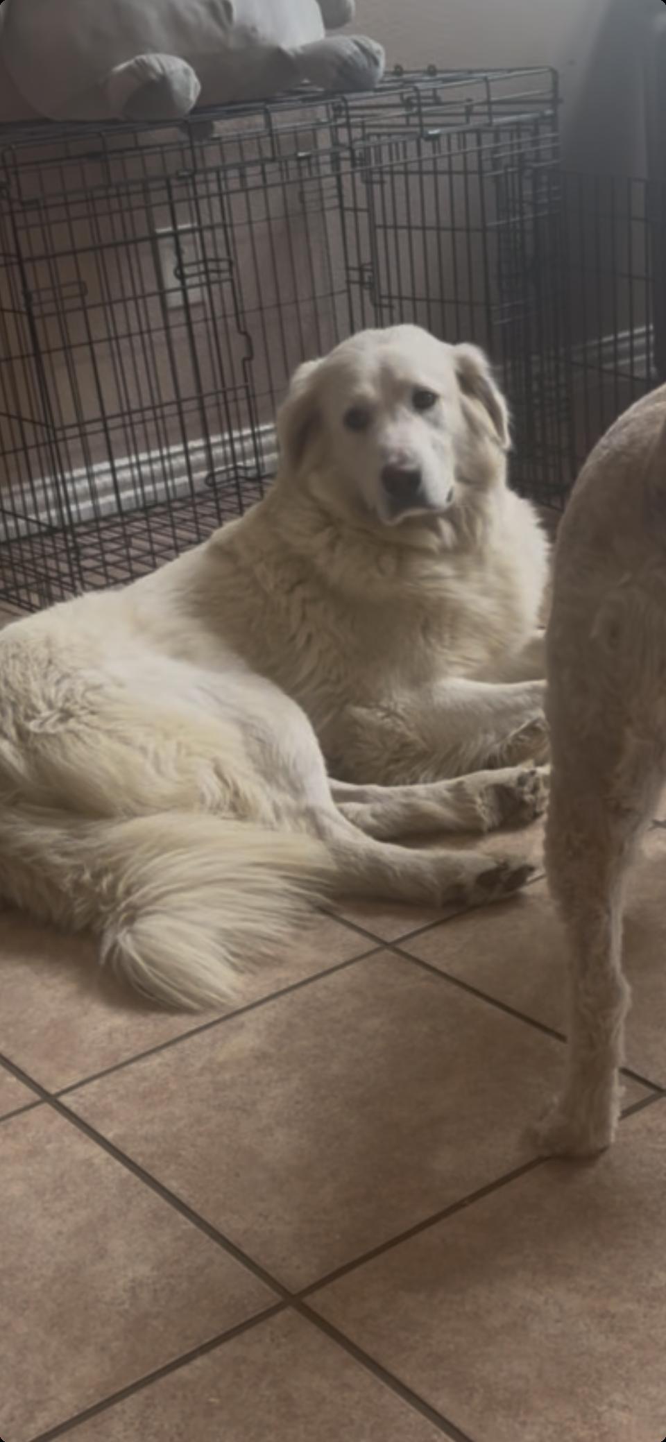Katniss HTX, a Adoptable Great Pyrenees in Quinlan, TX image 5/6