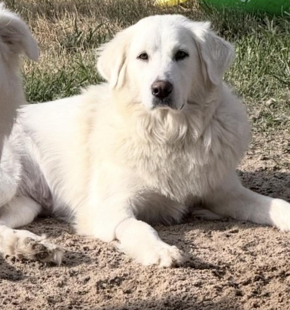 Katniss HTX, a Adoptable Great Pyrenees in Quinlan, TX image 6/6