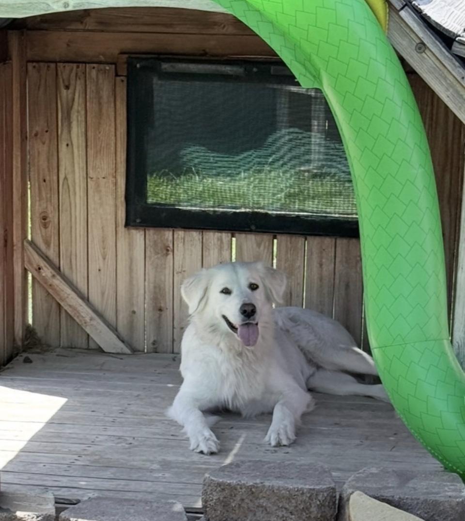 Enlarge Katniss HTX, a Adoptable Great Pyrenees in Quinlan, TX image 6/6