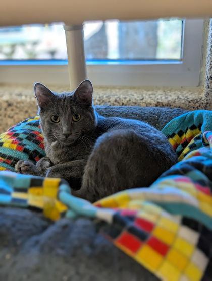 Ocie 60232, Adoptable, Young Male Domestic Short Hair & Domestic Short Hair.