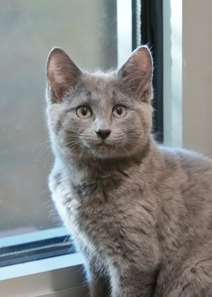 Ocie 60232, Adoptable, Young Male Domestic Short Hair & Domestic Short Hair.