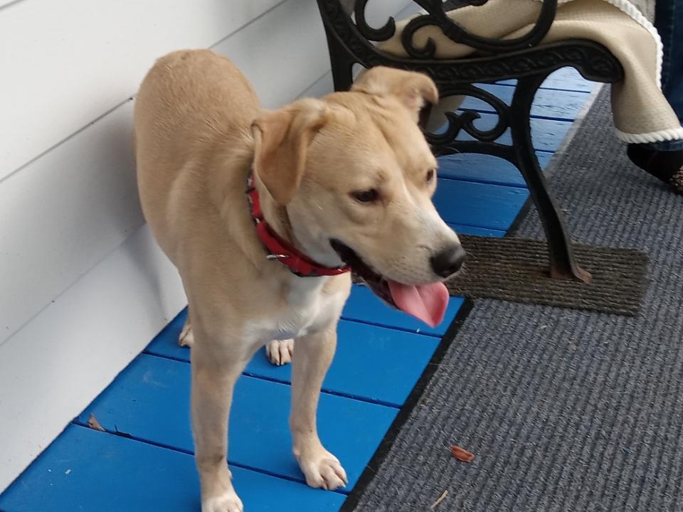 Squirt, Adoptable, Young Male Shepherd.