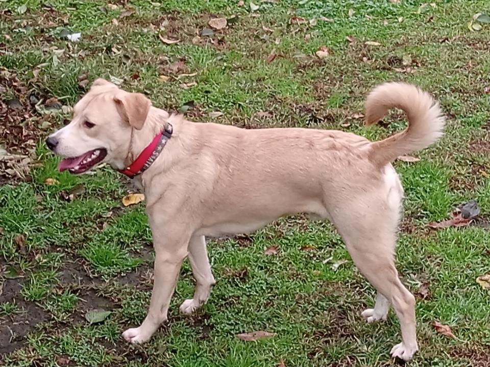 Enlarge Squirt, a Adoptable mixed breed in Irwin, PA image 2/4