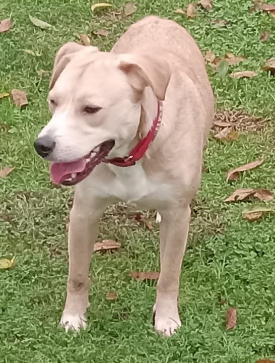Enlarge Squirt, a Adoptable mixed breed in Irwin, PA image 4/4