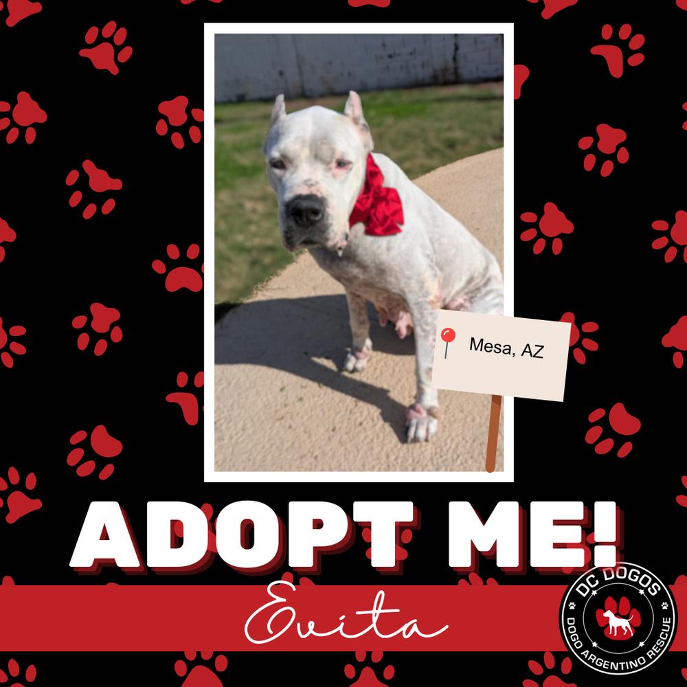 Enlarge Evita, a ADOPTABLE Dogo Argentino in Gilbert, AZ image 1/1