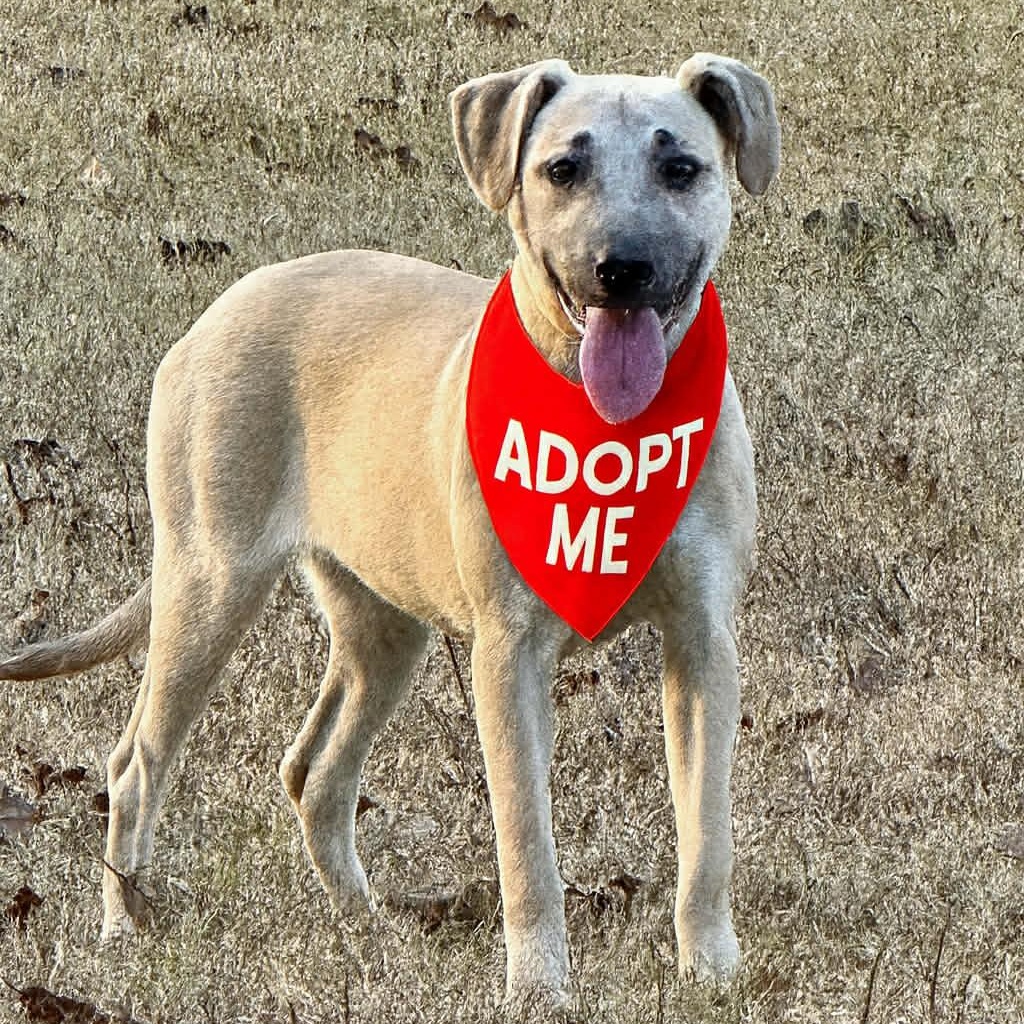 Enlarge Devlin, a ADOPTABLE Mixed Breed in Northwood, NH image 1/2