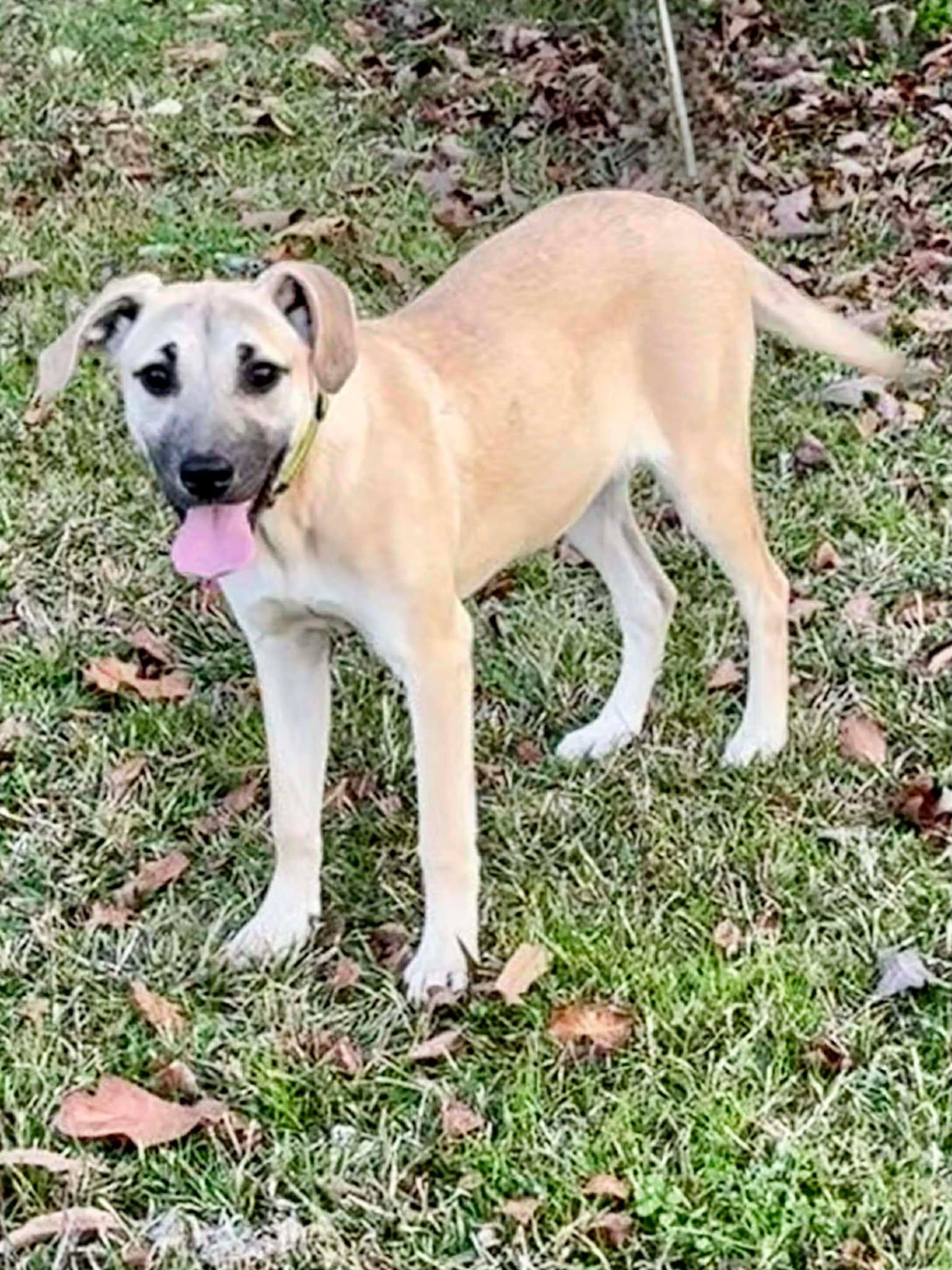 Enlarge Devlin, a ADOPTABLE Mixed Breed in Northwood, NH image 2/2