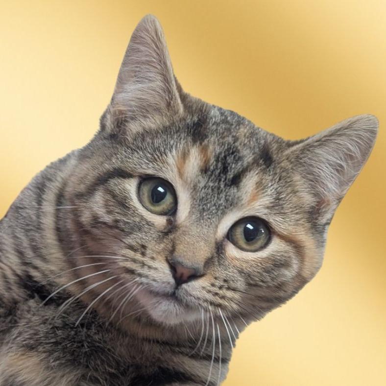 Enlarge Betty, a Adoptable Domestic Short Hair in Canton, IL image 1/5