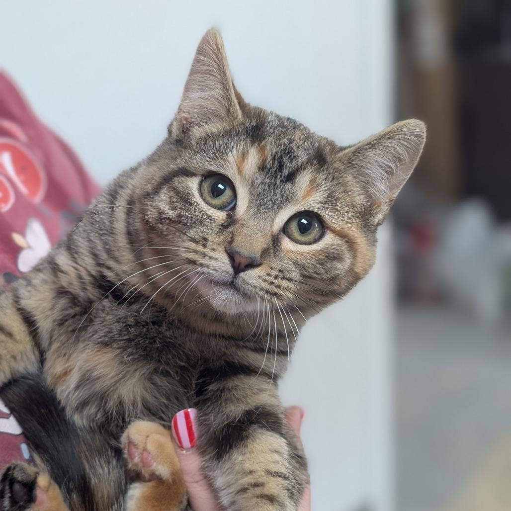 Enlarge Betty, a Adoptable Domestic Short Hair in Canton, IL image 2/5