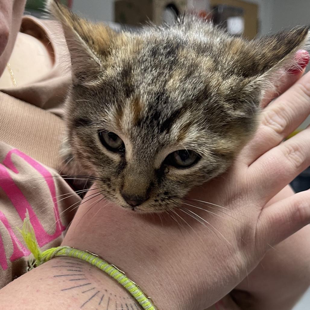 Enlarge Betty, a Adoptable Domestic Short Hair in Canton, IL image 3/5