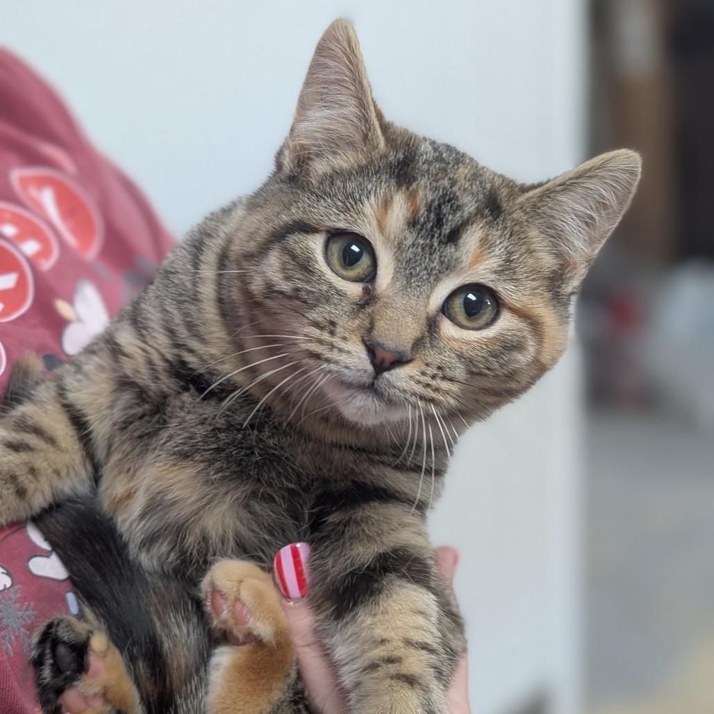 Enlarge Betty, a Adoptable Domestic Short Hair in Canton, IL image 4/5