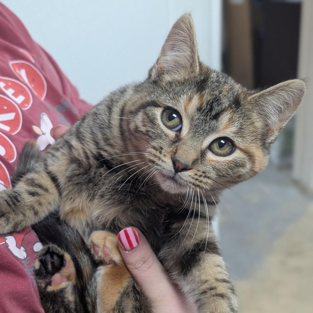 Enlarge Betty, a Adoptable Domestic Short Hair in Canton, IL image 5/5