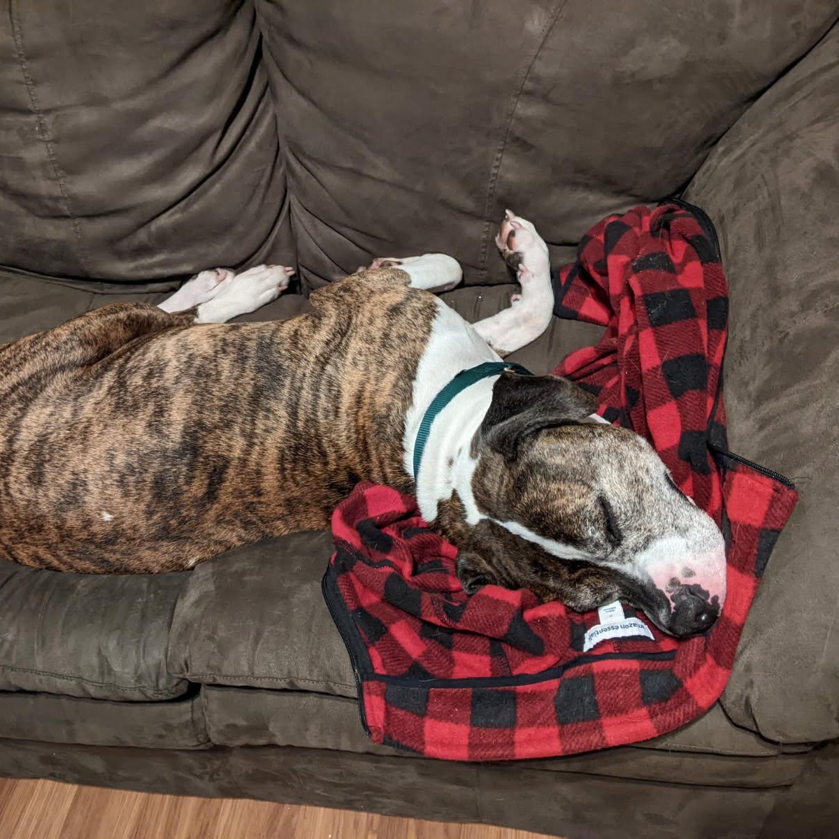 Roscoe, a Adoptable Mixed Breed in Mishawaka, IN image 1/6