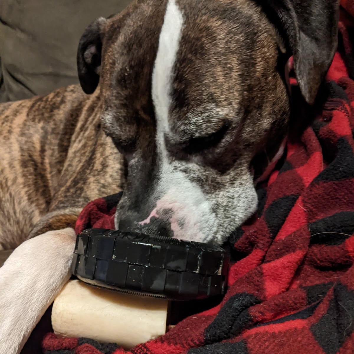 Roscoe, a Adoptable Mixed Breed in Mishawaka, IN image 2/6