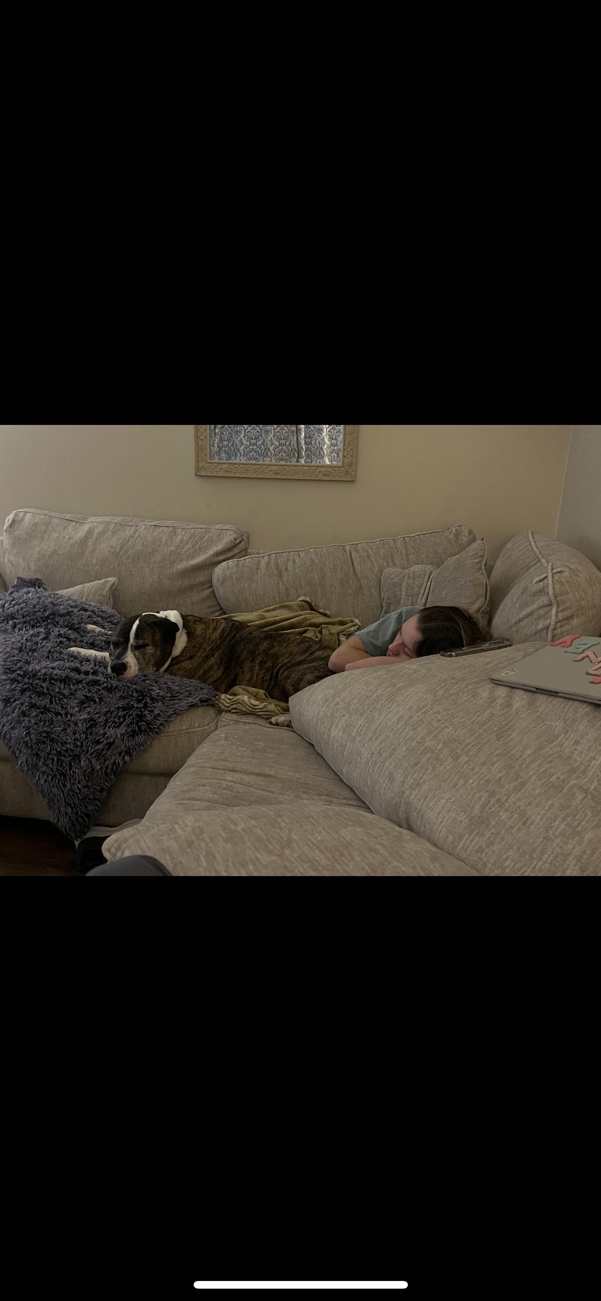 Enlarge Roscoe, a Adoptable Mixed Breed in Mishawaka, IN image 5/5