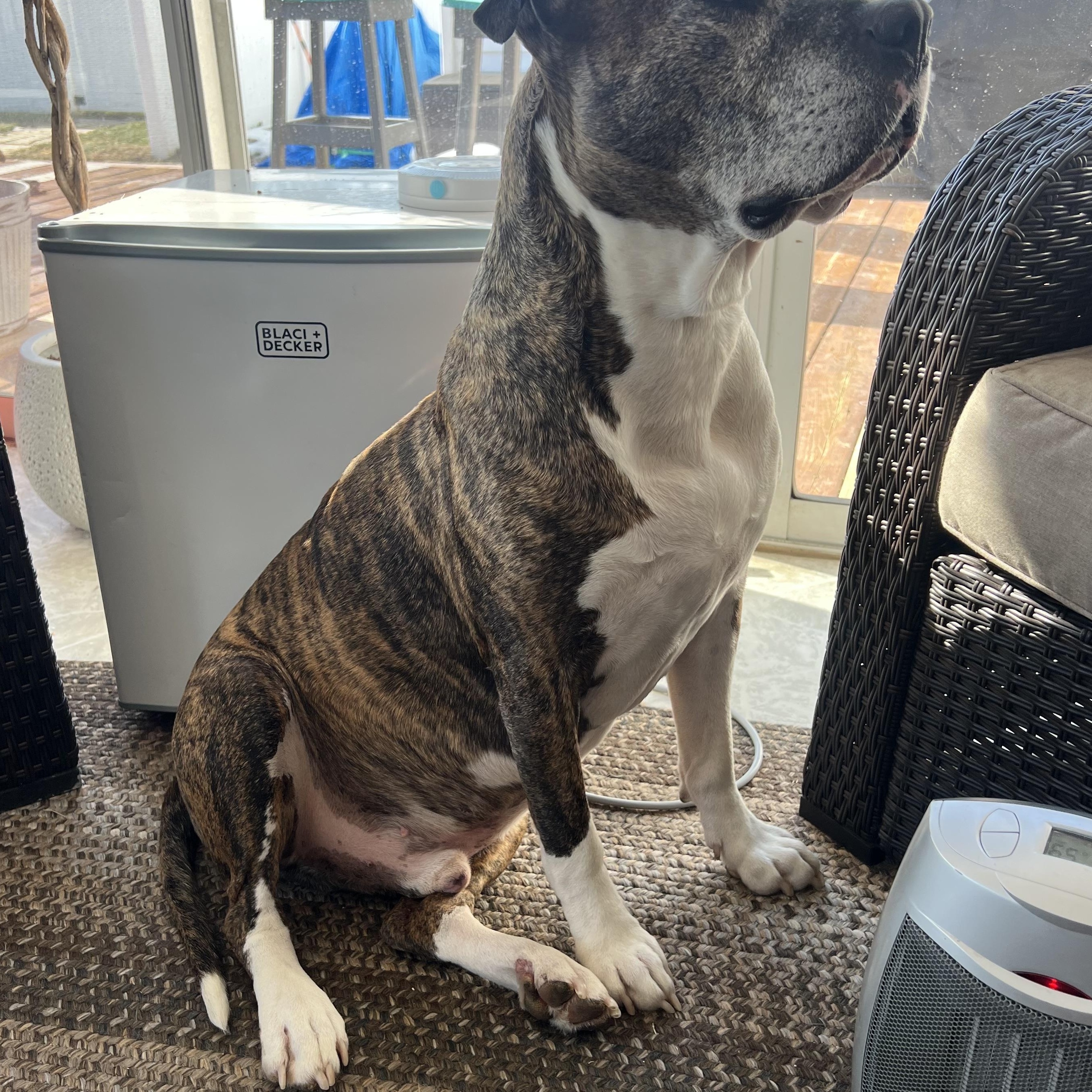 Enlarge Roscoe, a Adoptable Mixed Breed in Mishawaka, IN image 4/5