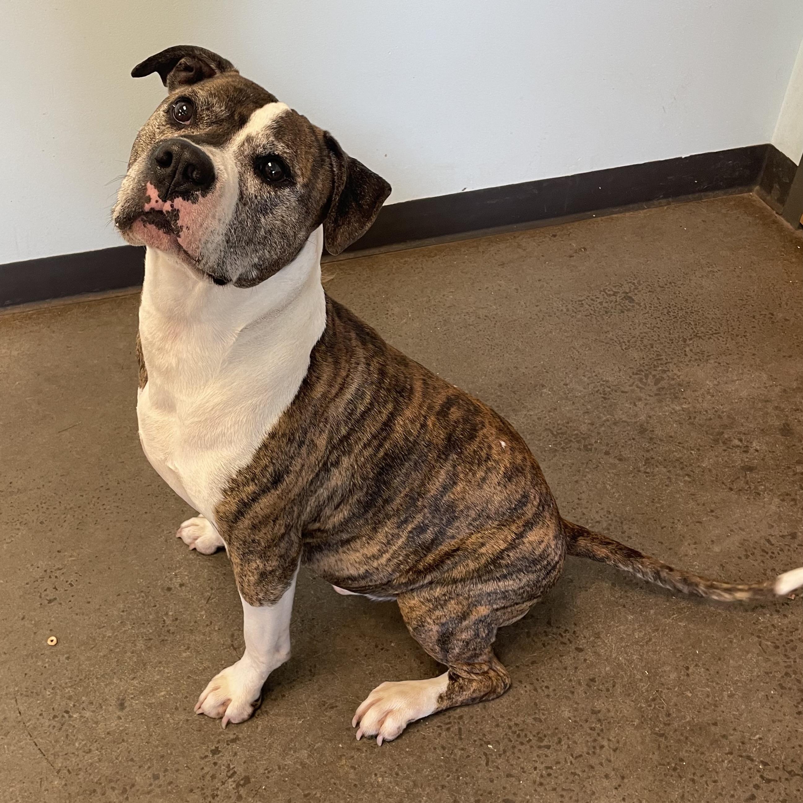 Roscoe, a Adoptable Mixed Breed in Mishawaka, IN image 3/6