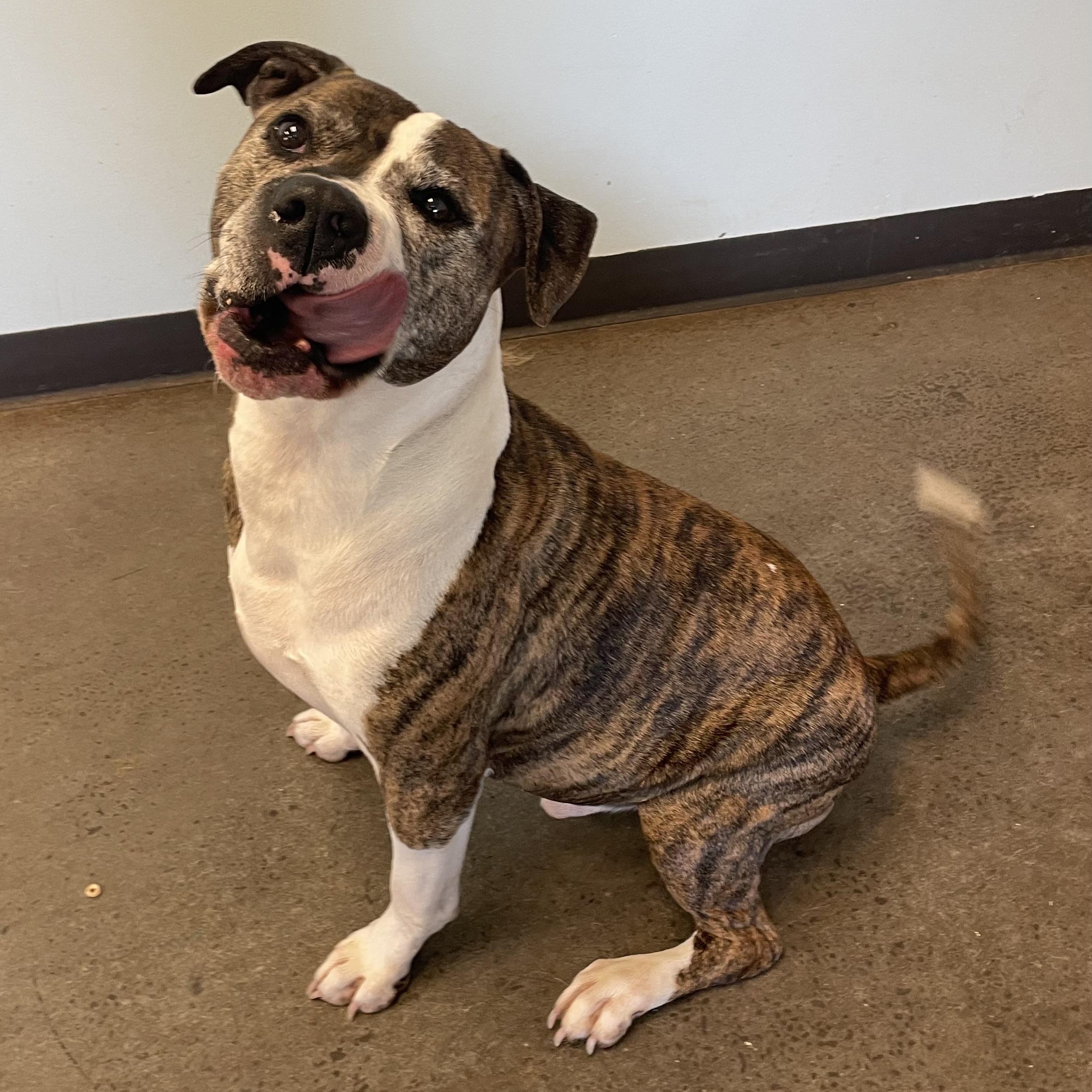 Roscoe, a Adoptable Mixed Breed in Mishawaka, IN image 4/6