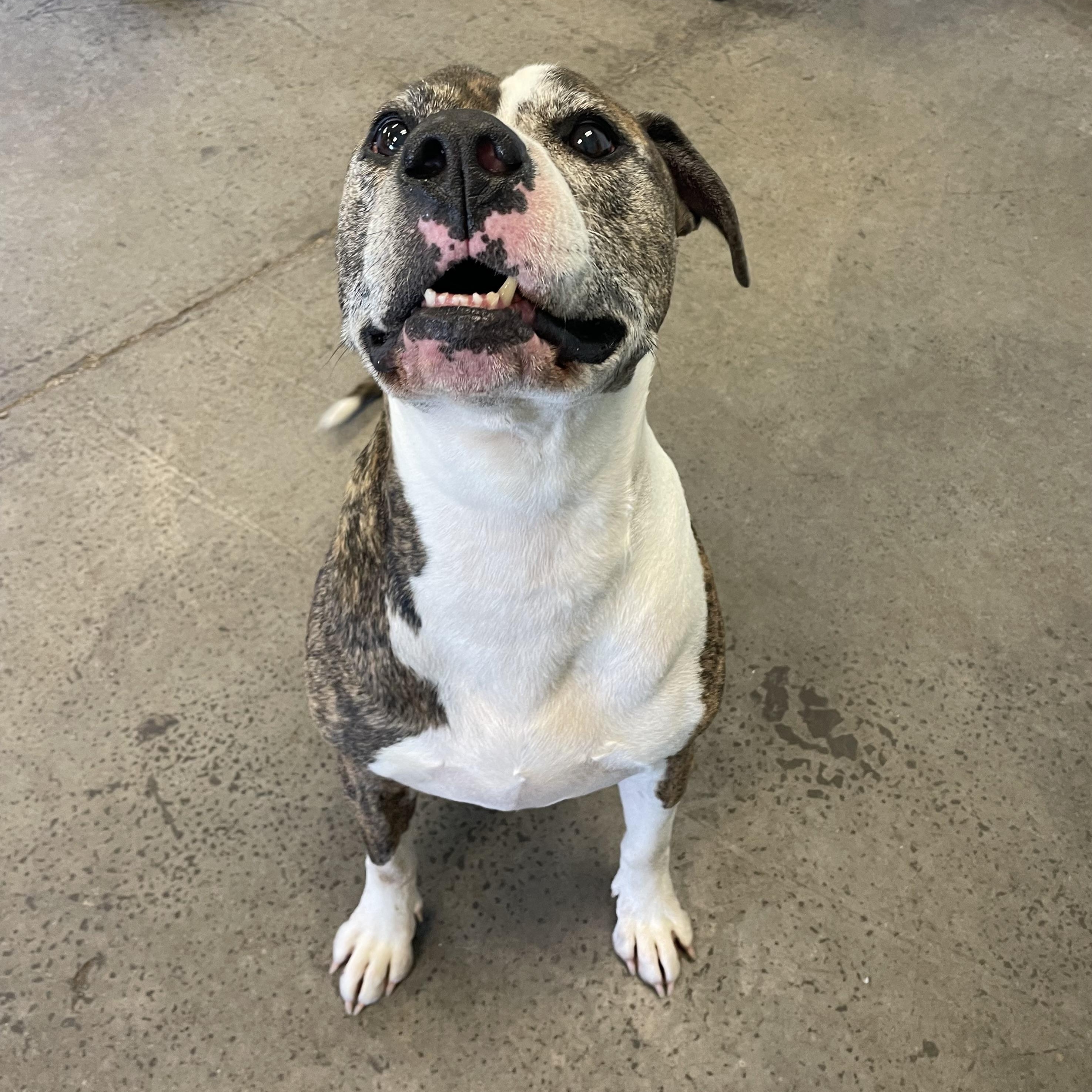 Roscoe, a Adoptable Mixed Breed in Mishawaka, IN image 5/6