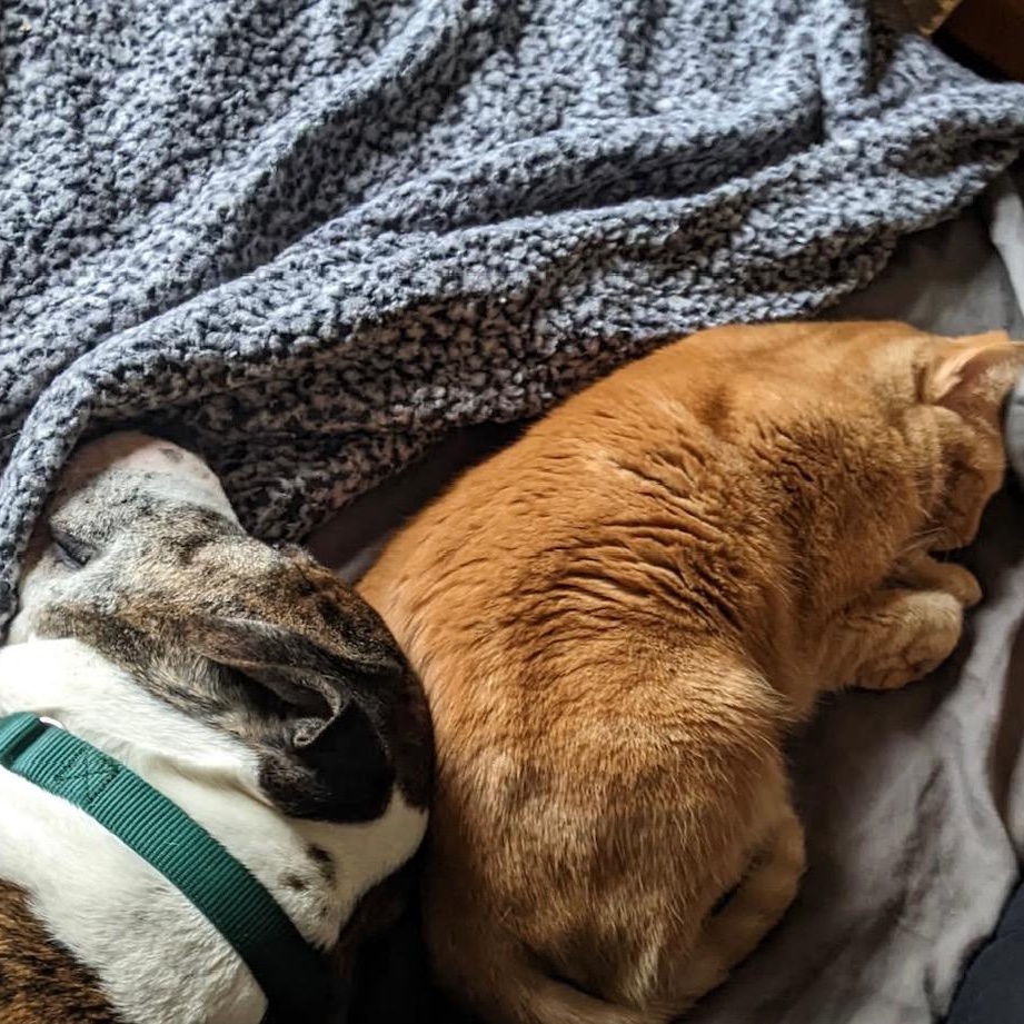 Roscoe, a Adoptable Mixed Breed in Mishawaka, IN image 6/6