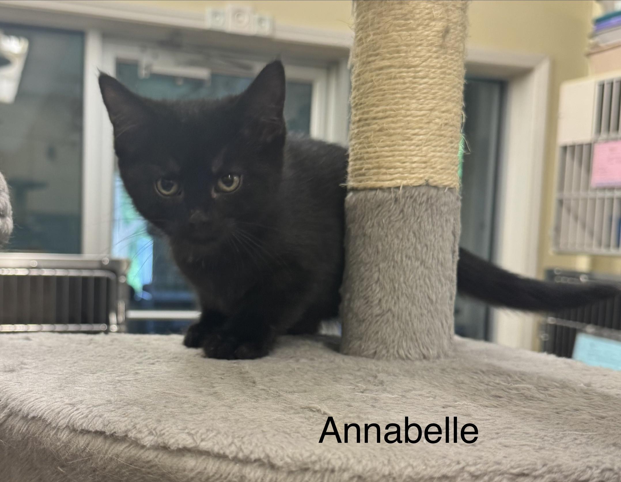 Enlarge Annabelle, an adopted Domestic Short Hair in Ulster, PA image 1/1