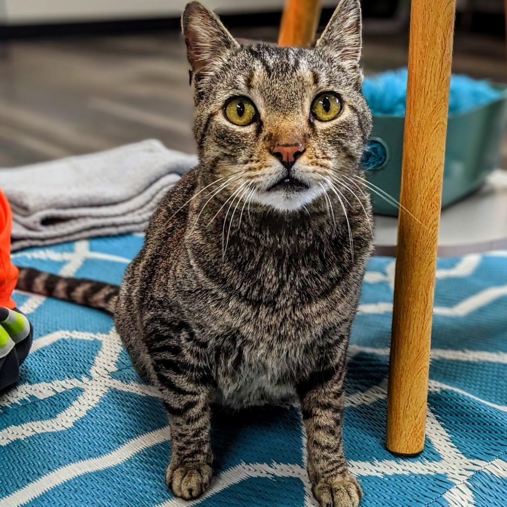 Teller, Adoptable, Young Male Domestic Short Hair.